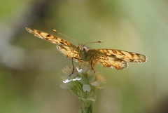 Phyciodes pallida