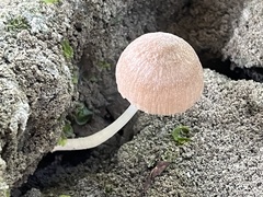 Favolaschia manipularis
