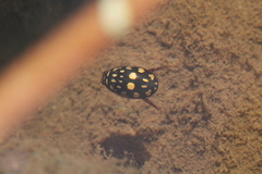 Thermonectus marmoratus