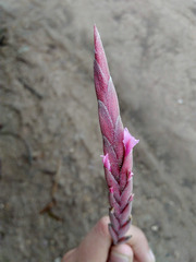 Tillandsia incarnata