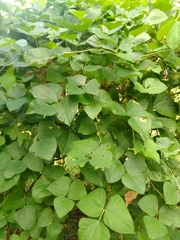 Mucuna pruriens