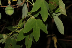 Passiflora subpeltata