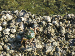 Grapsus