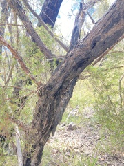 Leptospermum trinervium
