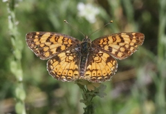 Phyciodes pallida