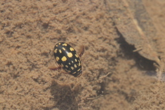 Thermonectus marmoratus