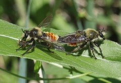Laphria fernaldi