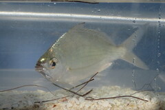 Eucinostomus gula