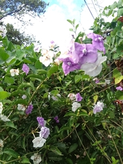 Brunfelsia