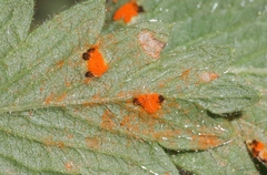 Phragmidium ivesiae