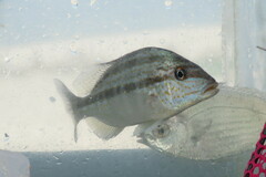 Orthopristis chrysoptera