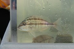 Orthopristis chrysoptera