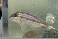 Orthopristis chrysoptera