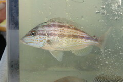 Orthopristis chrysoptera