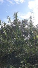 Arundo donax