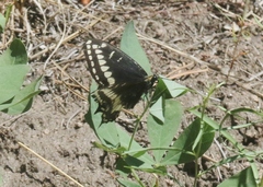 Papilio indra