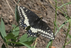 Papilio indra