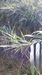 Arundo donax