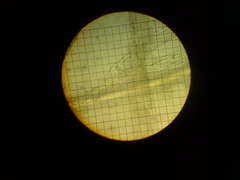 Cladophora globulina