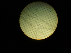 Cladophora globulina