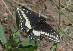 Papilio indra