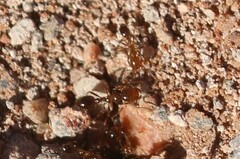 Solenopsis xyloni