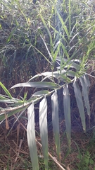 Arundo donax