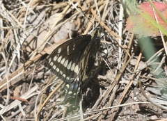 Papilio indra