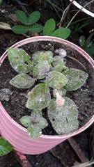 Gesnerieae