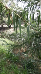 Arundo donax