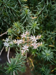 Sedum griseum