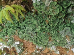 Cora glabrata