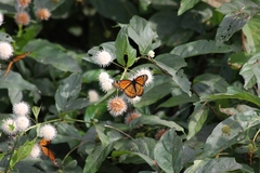 Cephalanthus occidentalis
