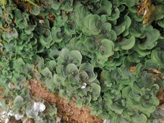 Cora glabrata
