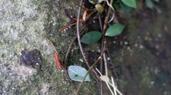 Trachelospermum asiaticum