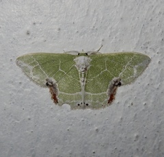 Protuliocnemis castalaria