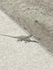 Sceloporus occidentalis