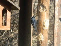 Dryobates pubescens
