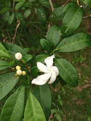 Tabernaemontana ventricosa