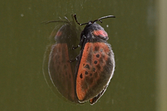 Edebessa nigropuncta