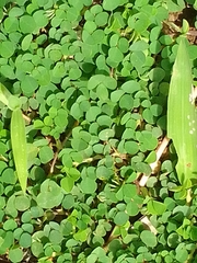 Desmodium rotundifolium