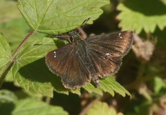 Piruna pirus