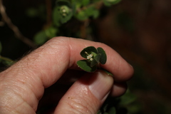 Pimelea altior