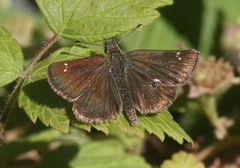 Piruna pirus