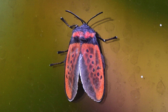 Edebessa nigropuncta