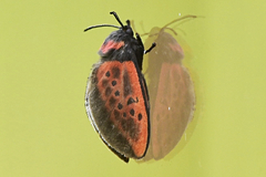 Edebessa nigropuncta