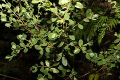 Pimelea altior