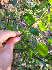 Solanum americanum