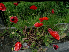 Papaver rhoeas
