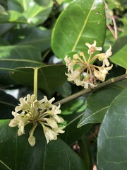 Leichhardtia rostrata